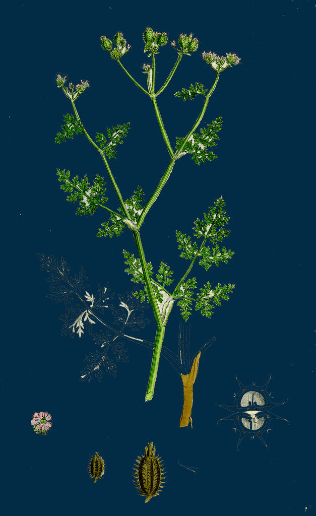 Detail of Caucalis Daucoides; Small Bur-Parsley by Anonymous