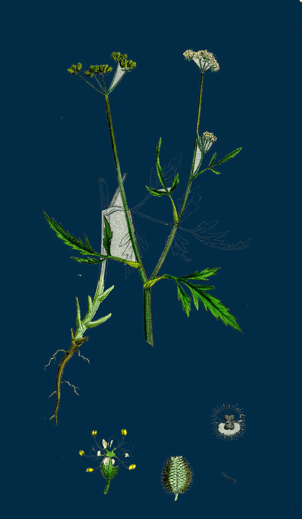 Detail of Caucalis Infesta; Field Hedge-Parsley by Anonymous