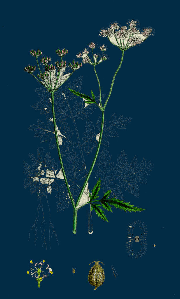 Detail of Caucalis Anthriscus; Upright Hedge-Parsley by Anonymous