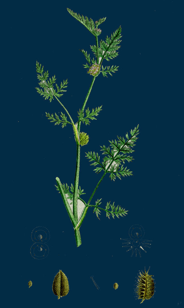 Detail of Caucalis Nodosa; Knotted Hedge-Parsley by Anonymous