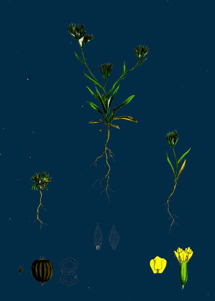 Detail of Bupleurum Aristatum; Narrow-Leaved Hare's-Ear by Anonymous