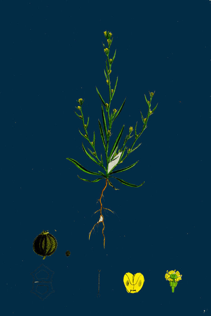 Detail of Bupleurum Tenuissimum; Slender Hare's-Ear by Anonymous