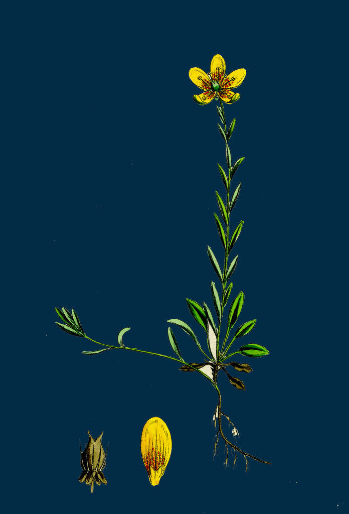 Detail of Saxifraga Hirculus; Yellow Marsh Saxifrage by Anonymous