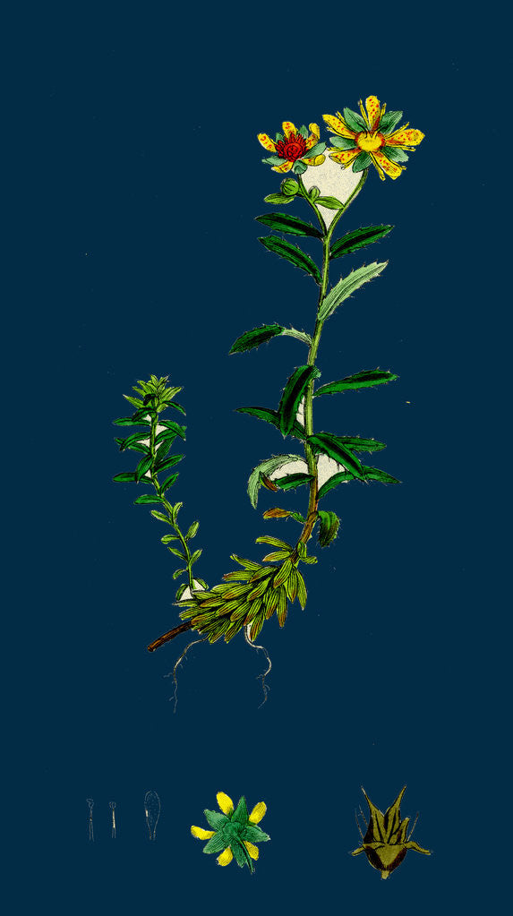 Detail of Saxifraga Aizoides; Yellow Mountain Saxifrage by Anonymous