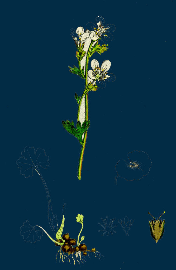 Detail of Saxifraga Granulata; White Meadow Saxifrage by Anonymous