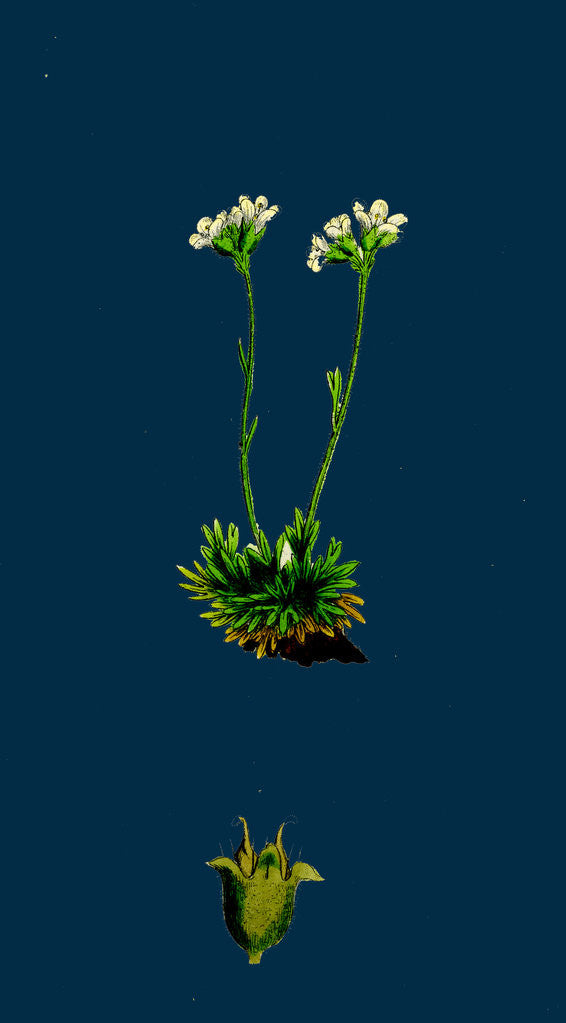 Detail of Saxifraga Caespitosa; Tufted Saxifrage by Anonymous