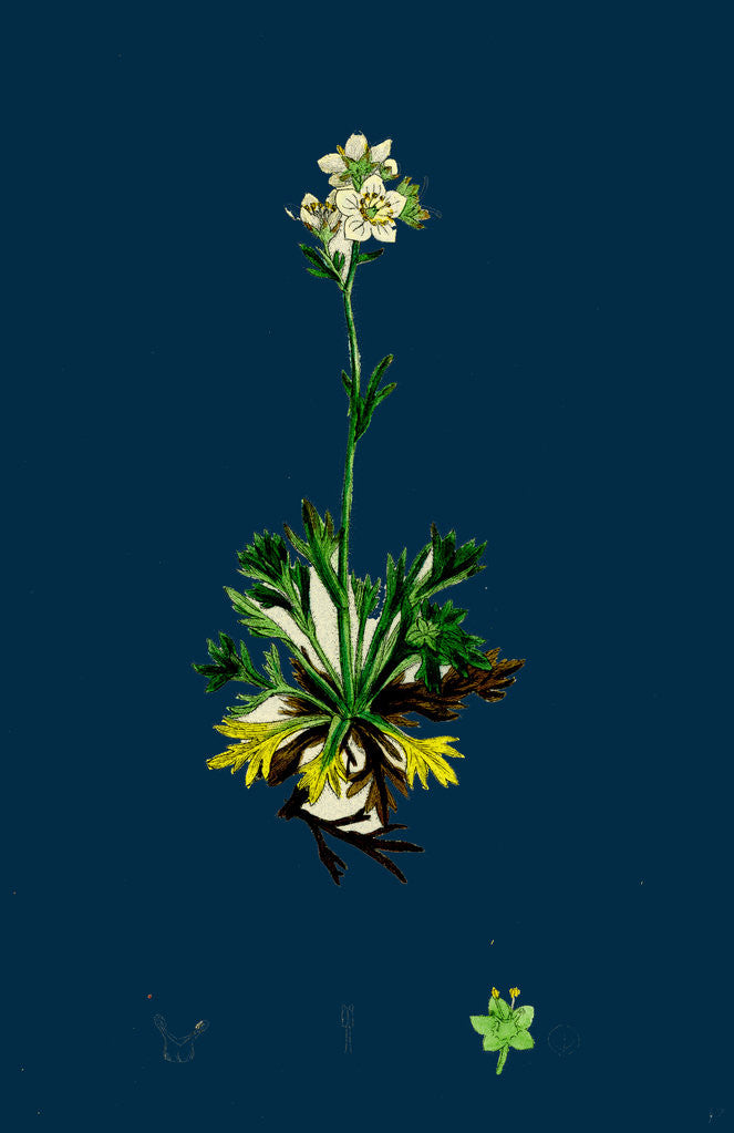 Detail of Saxifraga Decipiens; Palmate-Leaved Mossy Saxifrage by Anonymous