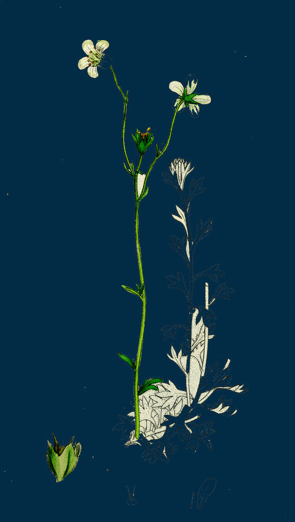 Detail of Saxifraga Hirta, Var. Genuina; Irish Mossy Saxifrage, Var. A. by Anonymous