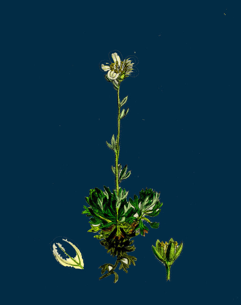 Detail of Saxifraga Hirta, Var. Incurvifolia; Irish Mossy Saxifrage, Var. B. by Anonymous