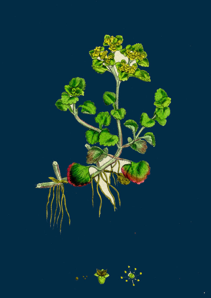 Detail of Chrysosplenium Oppositifolium; Opposite-Leaved Golden-Saxifrage by Anonymous