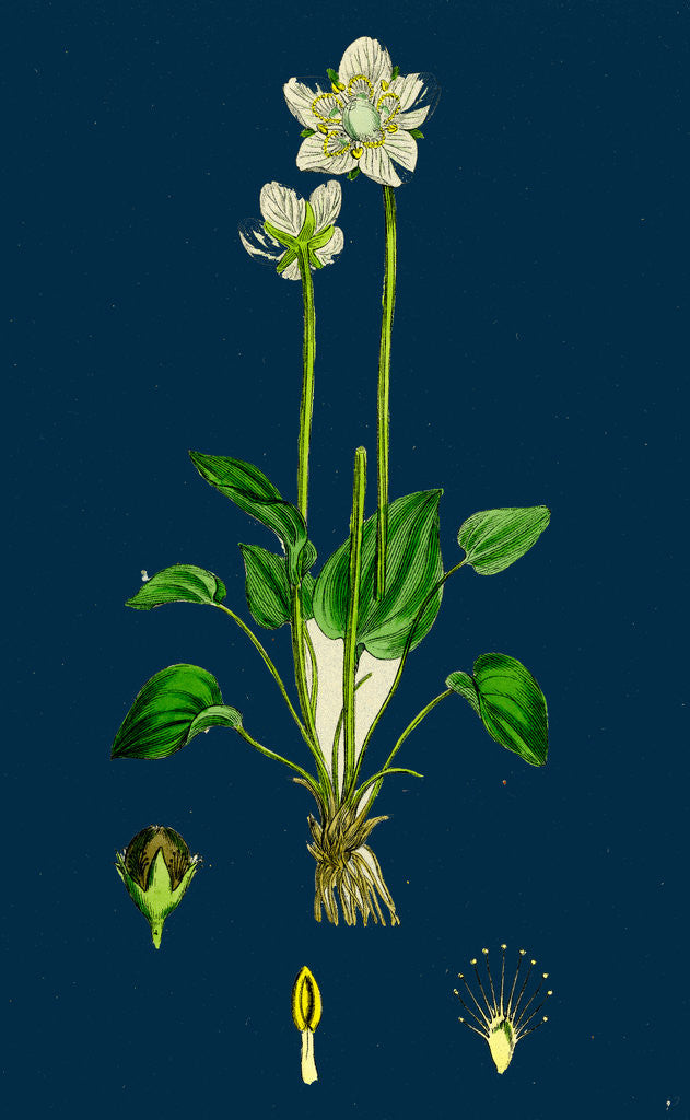 Detail of Parnassia Palustris; Grass-of-Parnassus by Anonymous
