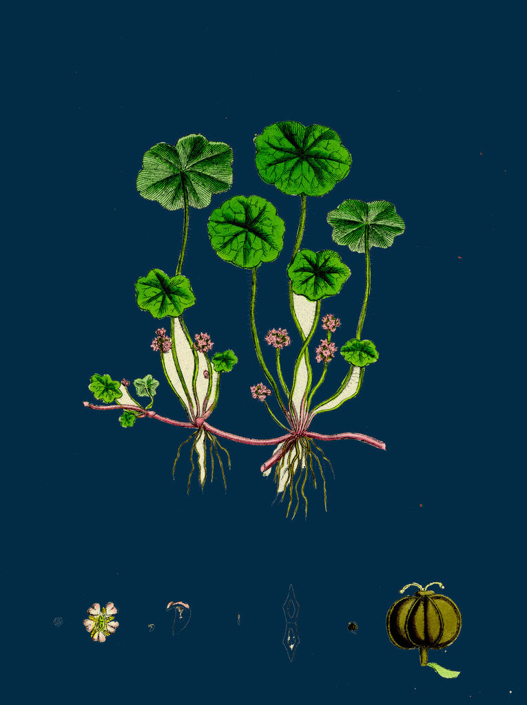 Detail of Hydrocotyle Vulgaris; Marsh Pennywort by Anonymous