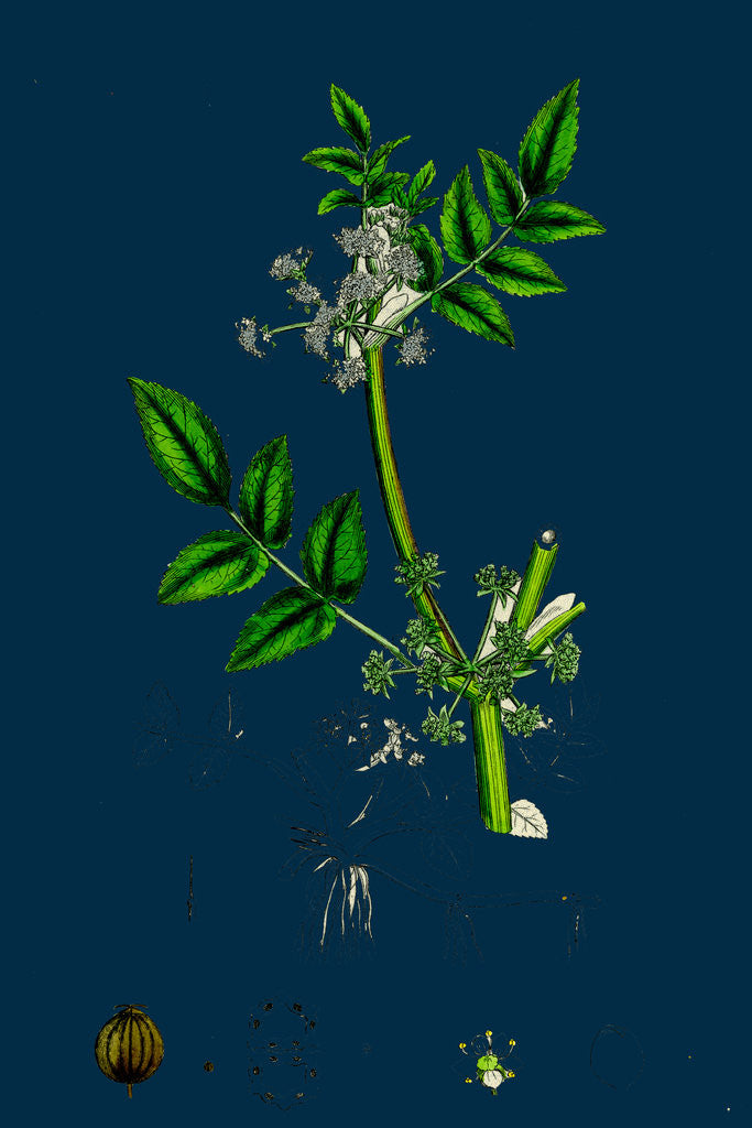 Detail of Helosciadium Nodiflorum; Procumbent Water-Parsnip by Anonymous