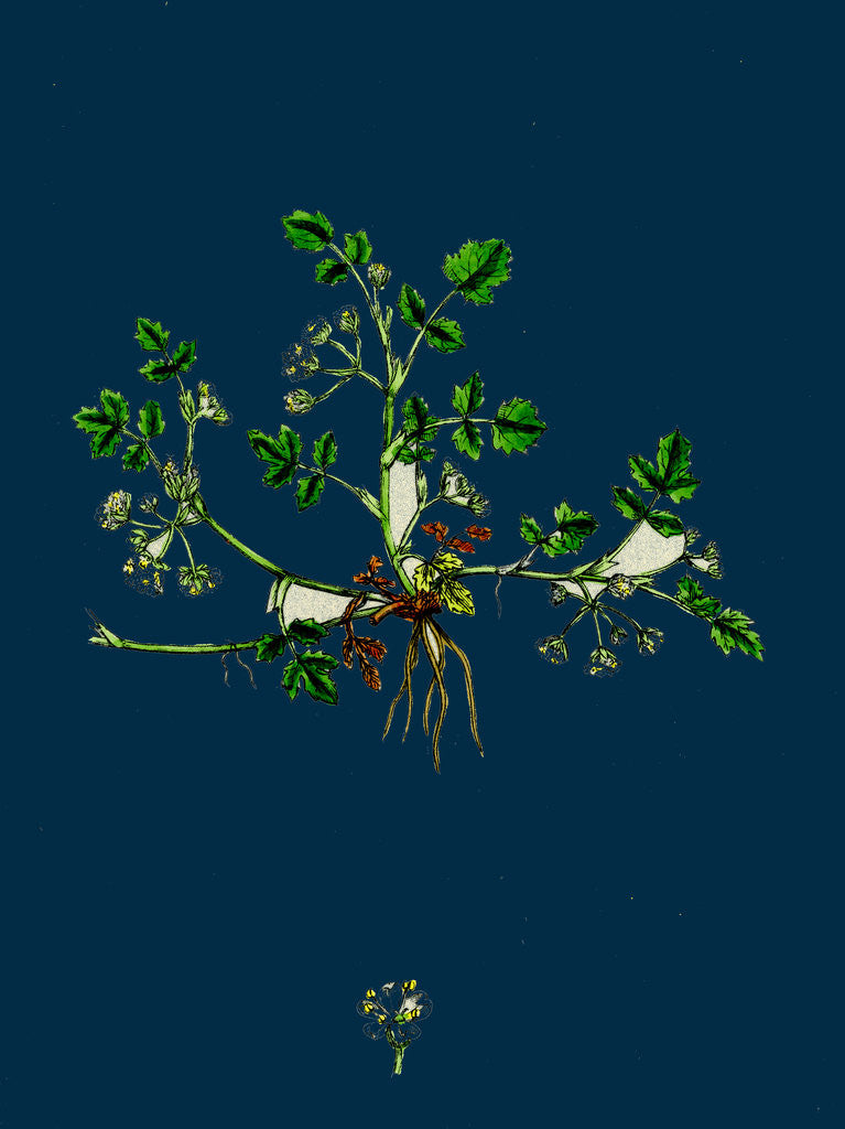 Detail of Helosciadium Nodiflorum, Var. Repens; Procumbent Water-Parsnip, Var. B. by Anonymous