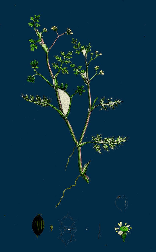 Detail of Helosciadium Inundatum; Least Water-Parsnip by Anonymous