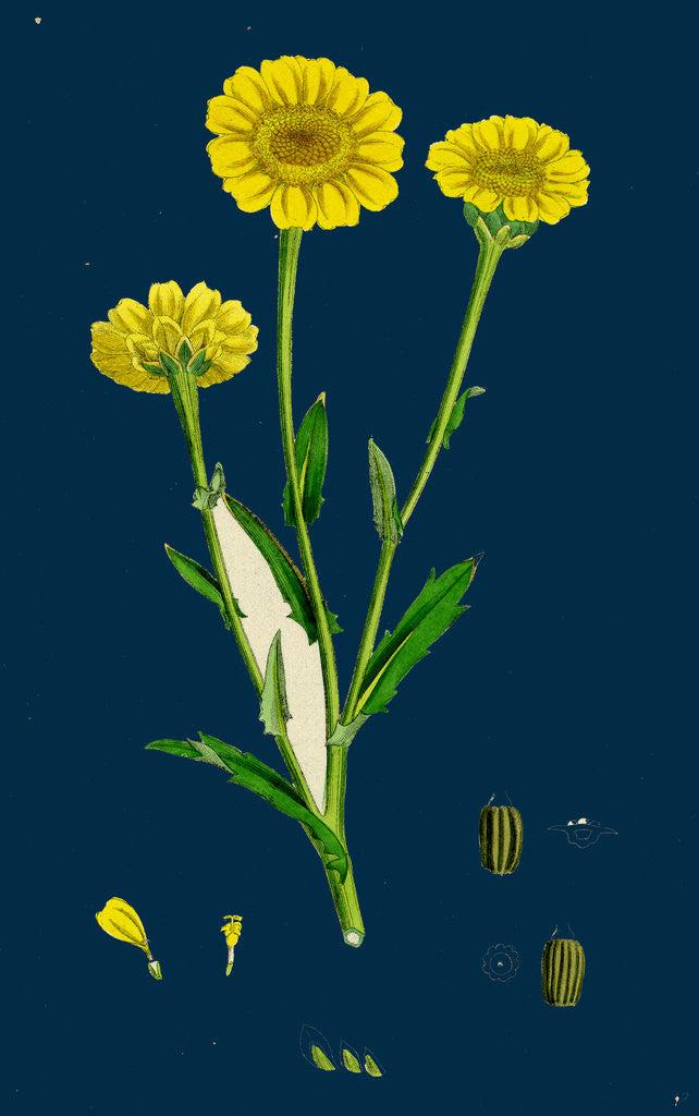 Detail of Chrysanthemum Segetum; Corn Marigold by Anonymous