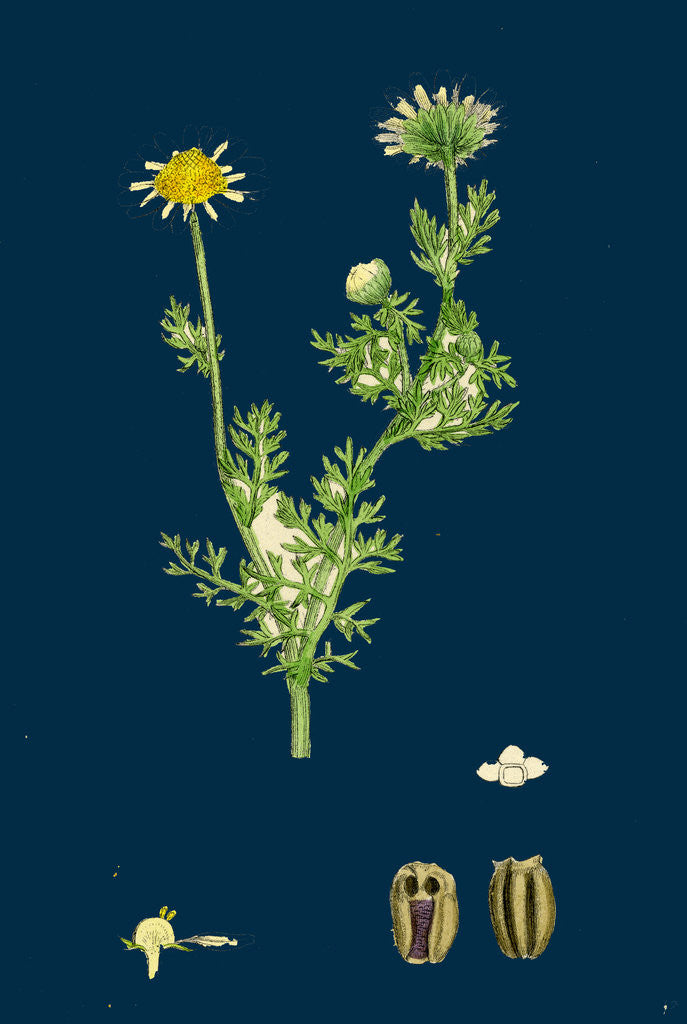 Detail of Chrysanthemum Inodorum, Var. Maritimum; Scentless Mayweed, Var. B. by Anonymous