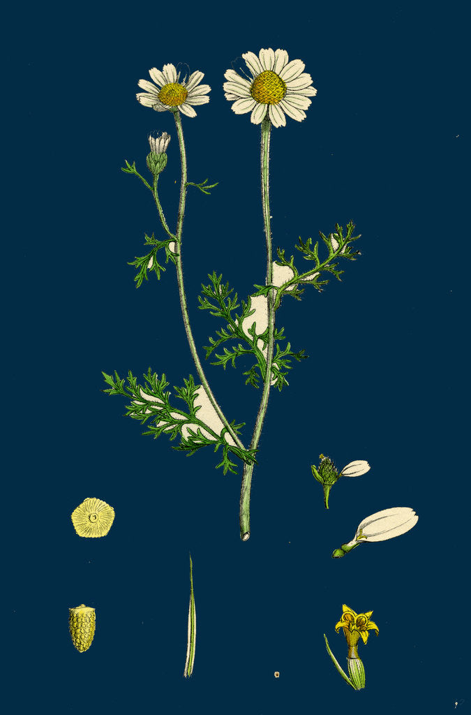 Detail of Anthemis Cotula; Stinking Mayweed by Anonymous