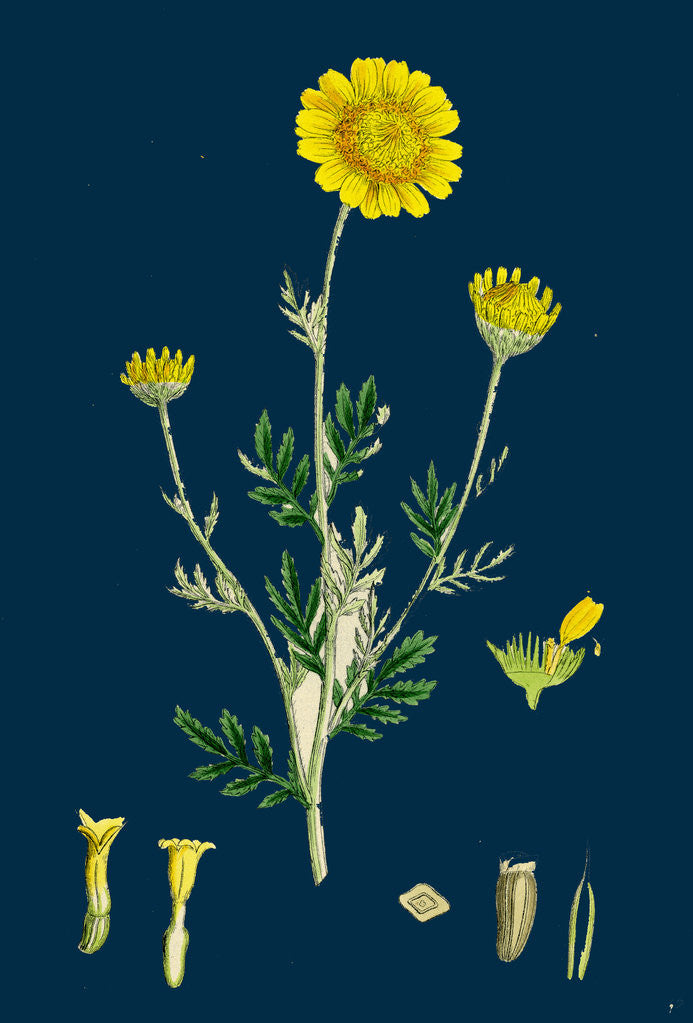 Detail of Anthemis Tinctoria; Ox-Eye Chamomile by Anonymous