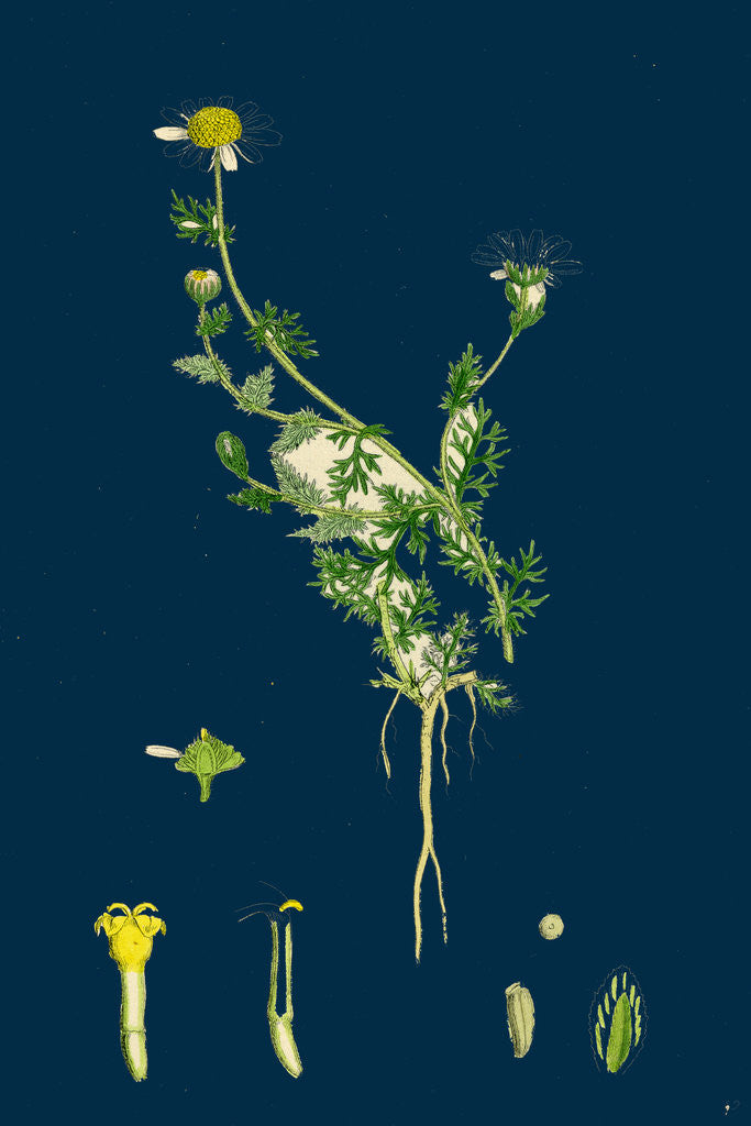 Detail of Anthemis Nobilis; Common Chamomile by Anonymous