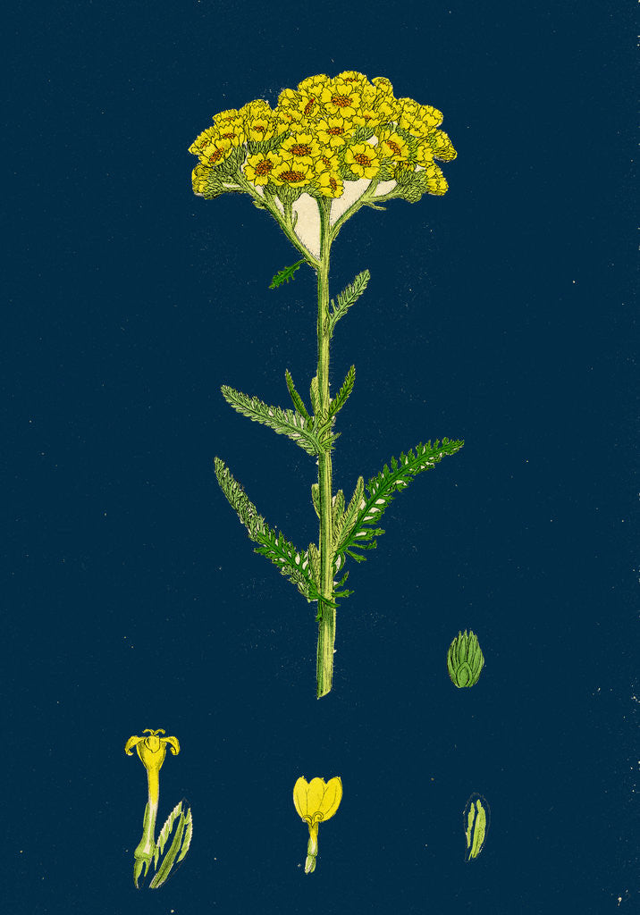 Detail of Achillea Tomentosa; Woolly Yellow Yarrow by Anonymous