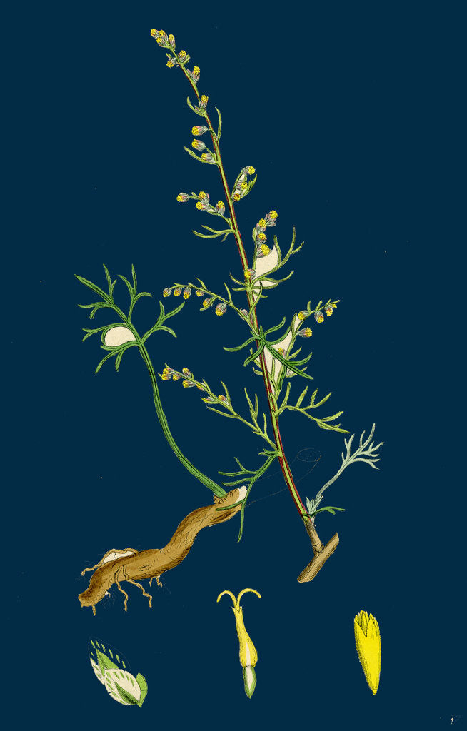 Detail of Artemisia Campestris; Field Southernwood by Anonymous