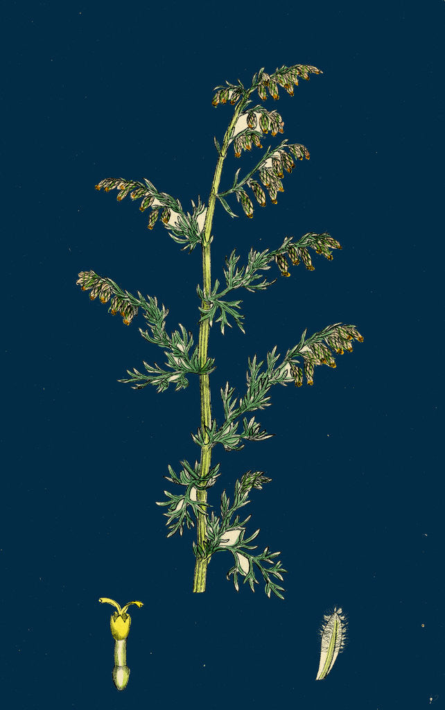 Detail of Artemisia Maritima, Var. Genuina; Sea Wormwood, Var. A. by Anonymous
