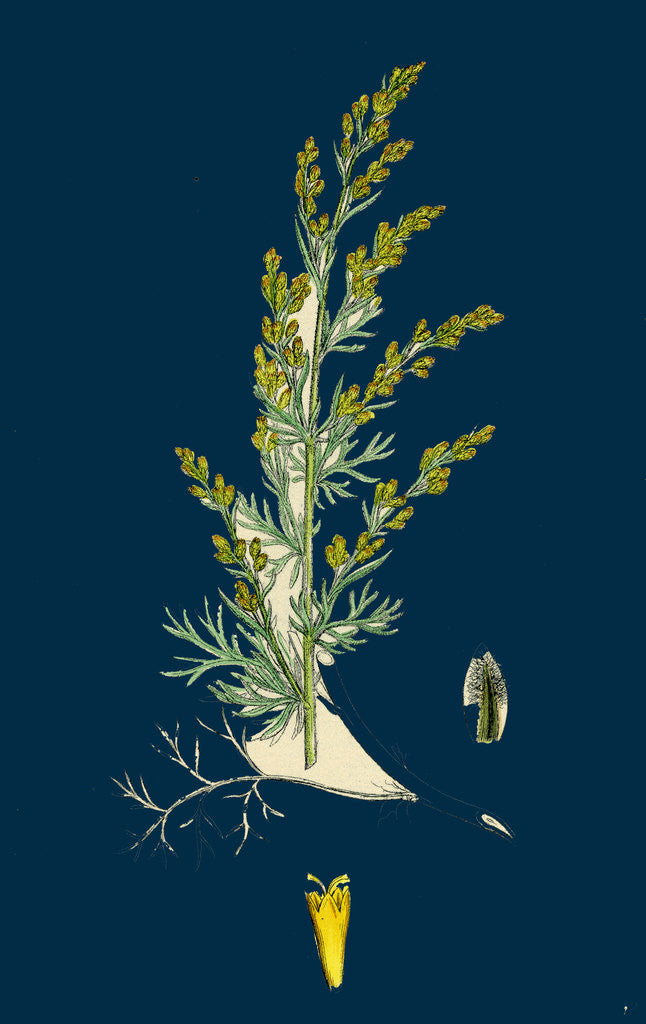 Detail of Artemisia Maritima, Var. Gallica; Sea Wormwood, Var. B. by Anonymous