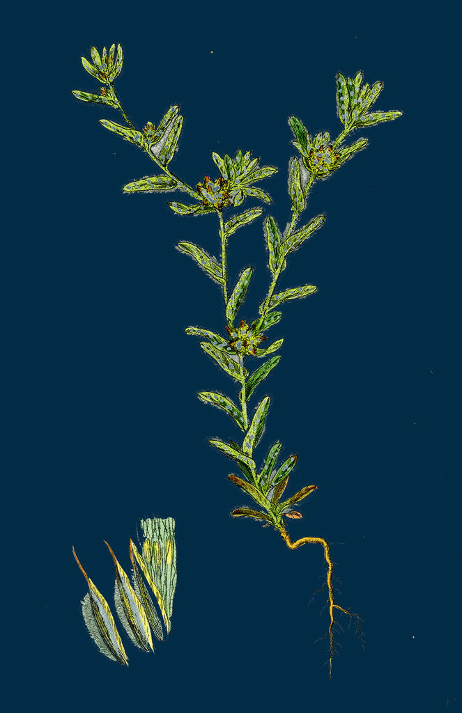 Detail of Filago Apiculata; Red-Tipped Cudweed by Anonymous