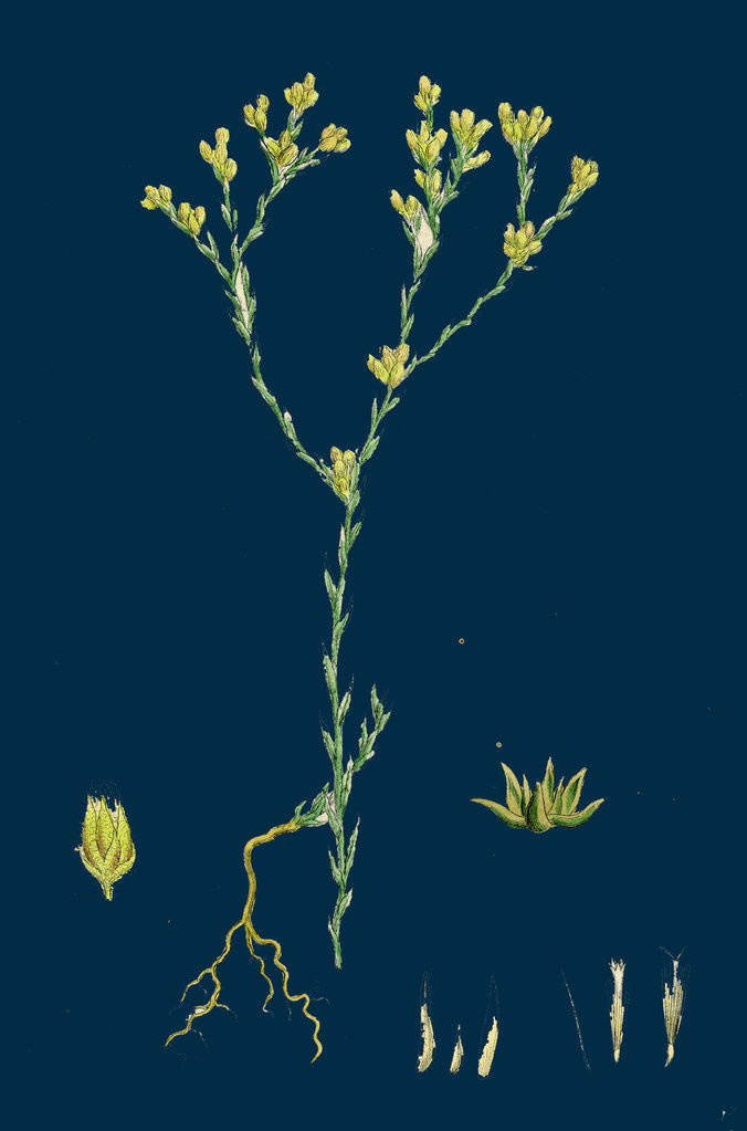 Detail of Filago Minima; Slender Cudweed by Anonymous