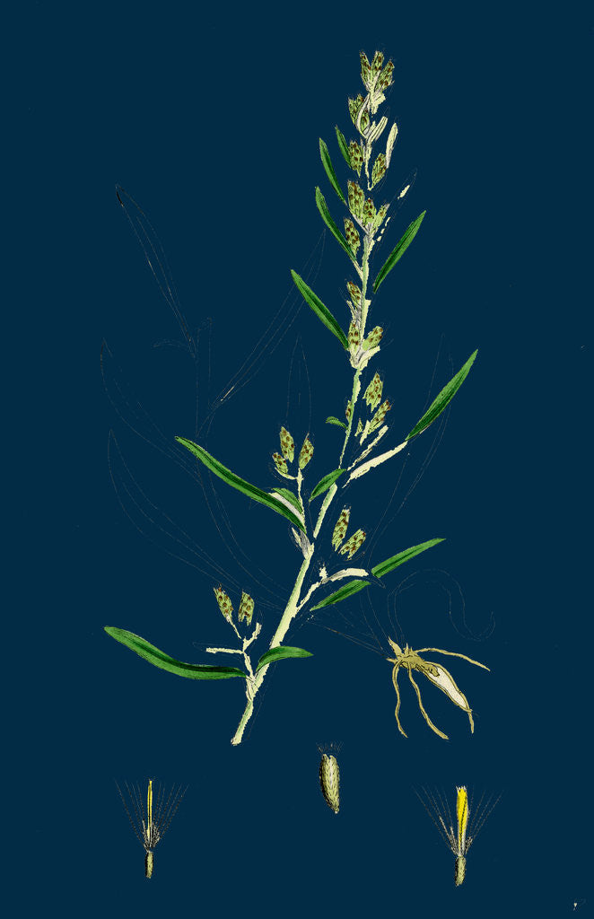 Detail of Gnaphalium Sylvaticum; Upright Cudweed by Anonymous