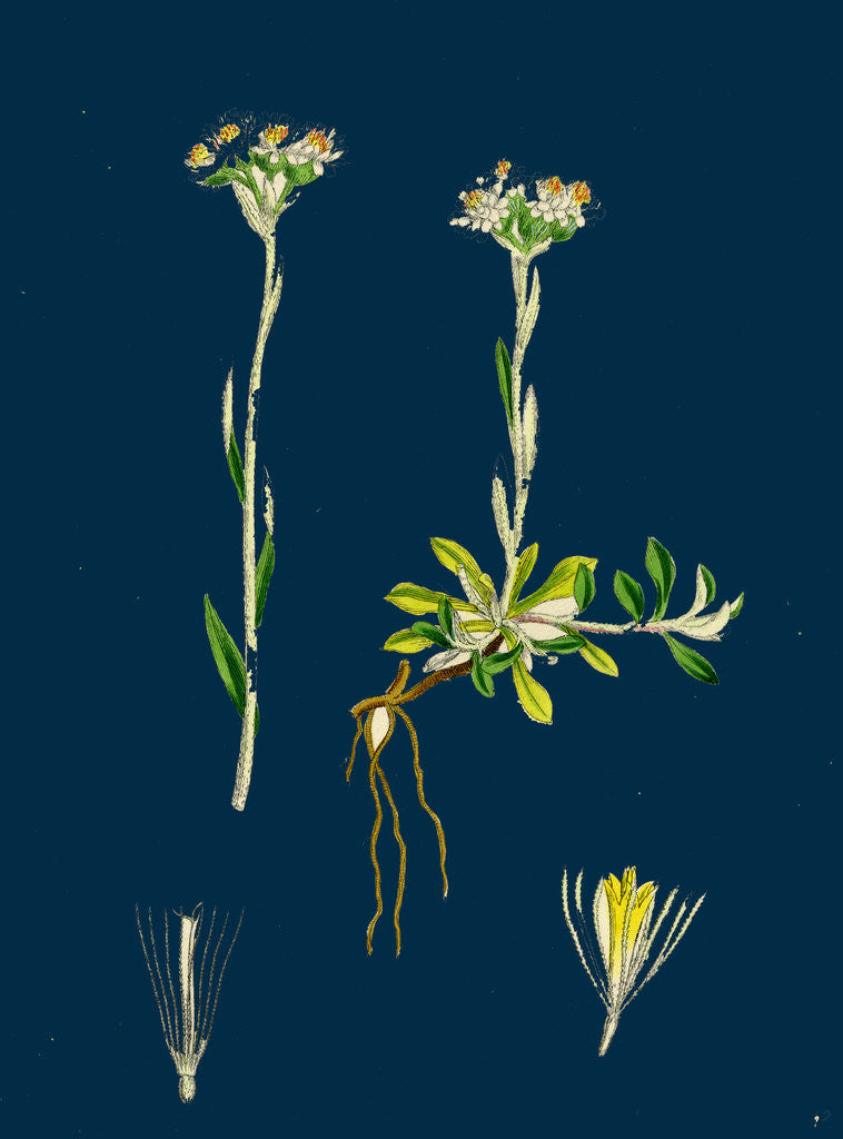 Detail of Gnaphalium Dioicum, Var. Genuinum; Mountain Everlasting, Var. A. by Anonymous