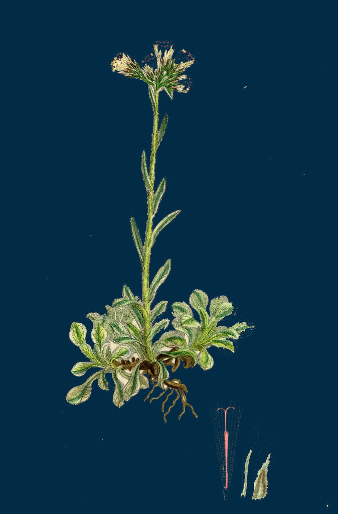 Detail of Gnaphalium Dioicum, Var. Hyperboreum; Mountain Everlasting, Var. B. by Anonymous