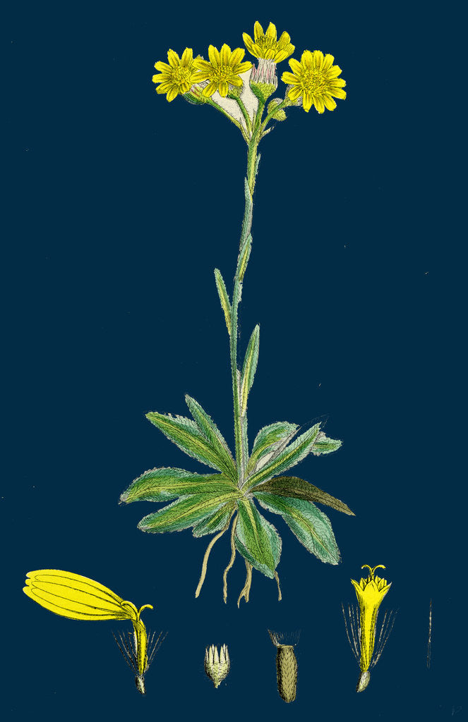 Detail of Senecio Campestris; Field Fleawort by Anonymous