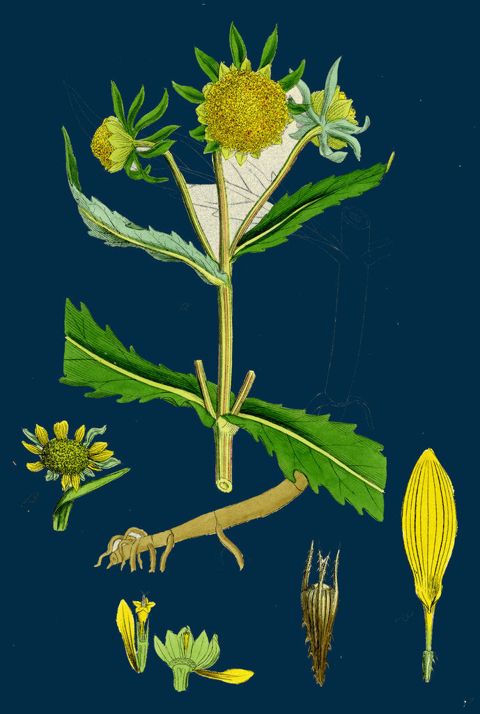 Detail of Bidens Cernus, Var. Genuina; Nodding Bur-Marygold, Var. A. by Anonymous