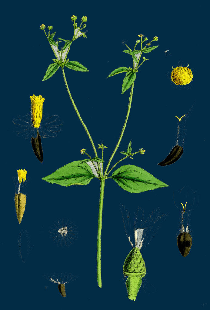 Detail of Galinsoga Parviflora; Small-Flowered Galinsoga by Anonymous