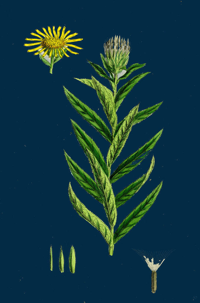 Detail of Inula Salicina; Willow-Leaved Inula by Anonymous