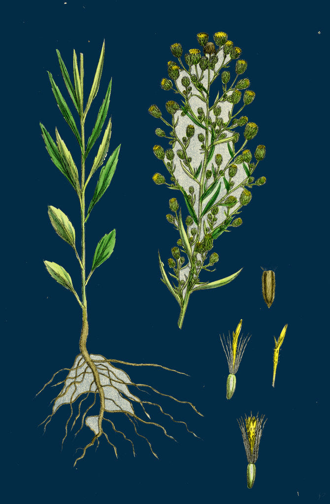 Detail of Erigeron Canadensis; Canadian Fleabane by Anonymous