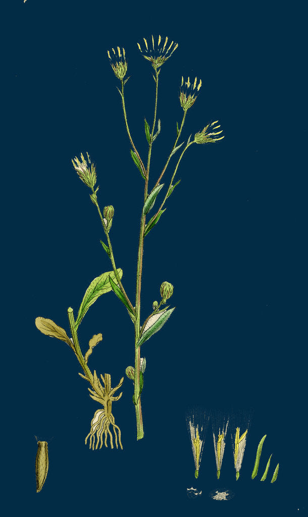 Detail of Erigeron Acris; Blue Fleabane by Anonymous