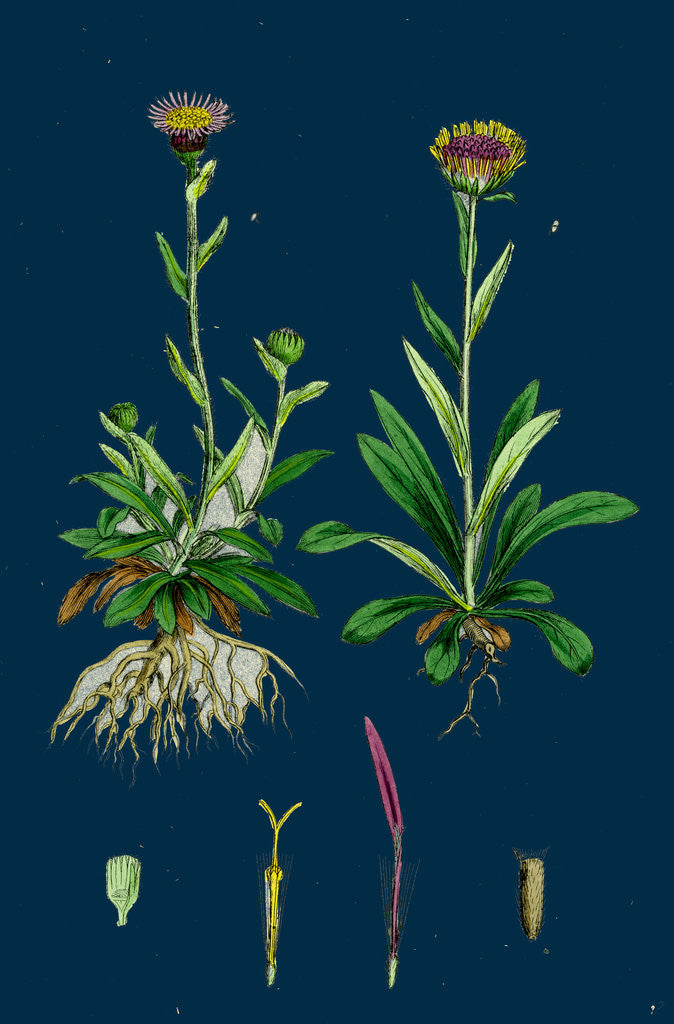 Detail of Erigeron Alpinus; Alpine Fleabane by Anonymous