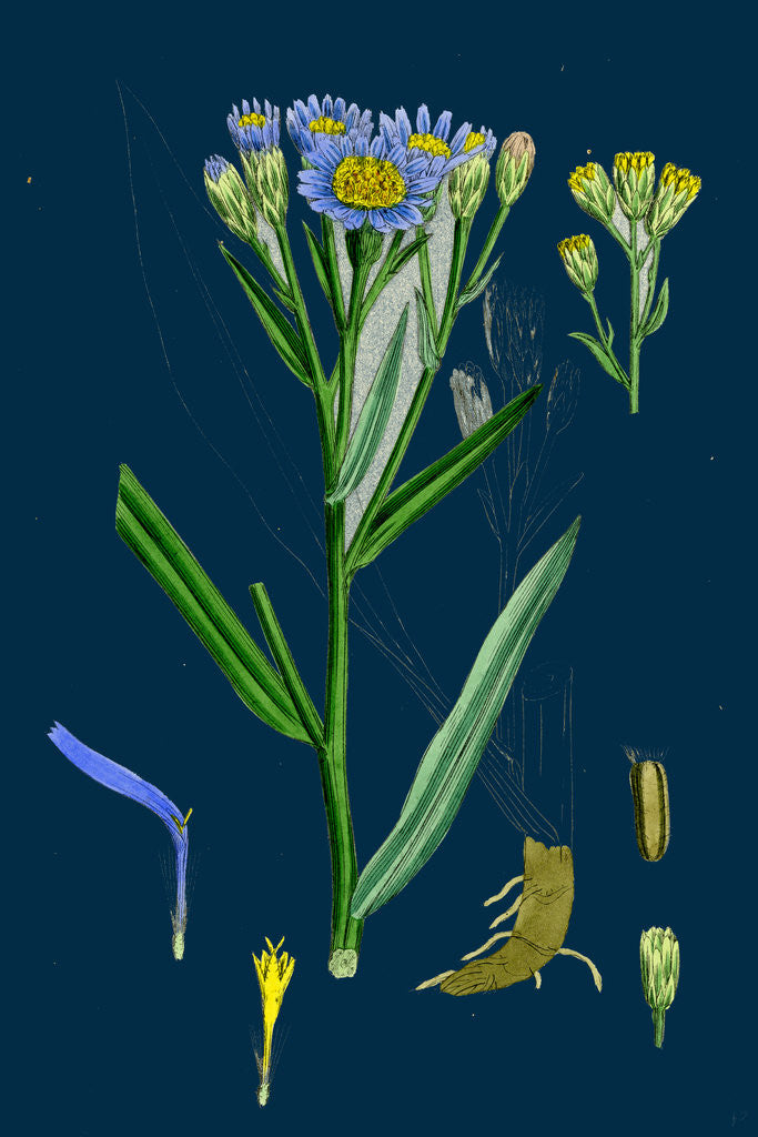 Detail of Aster Tripolium; Sea-Side Aster by Anonymous