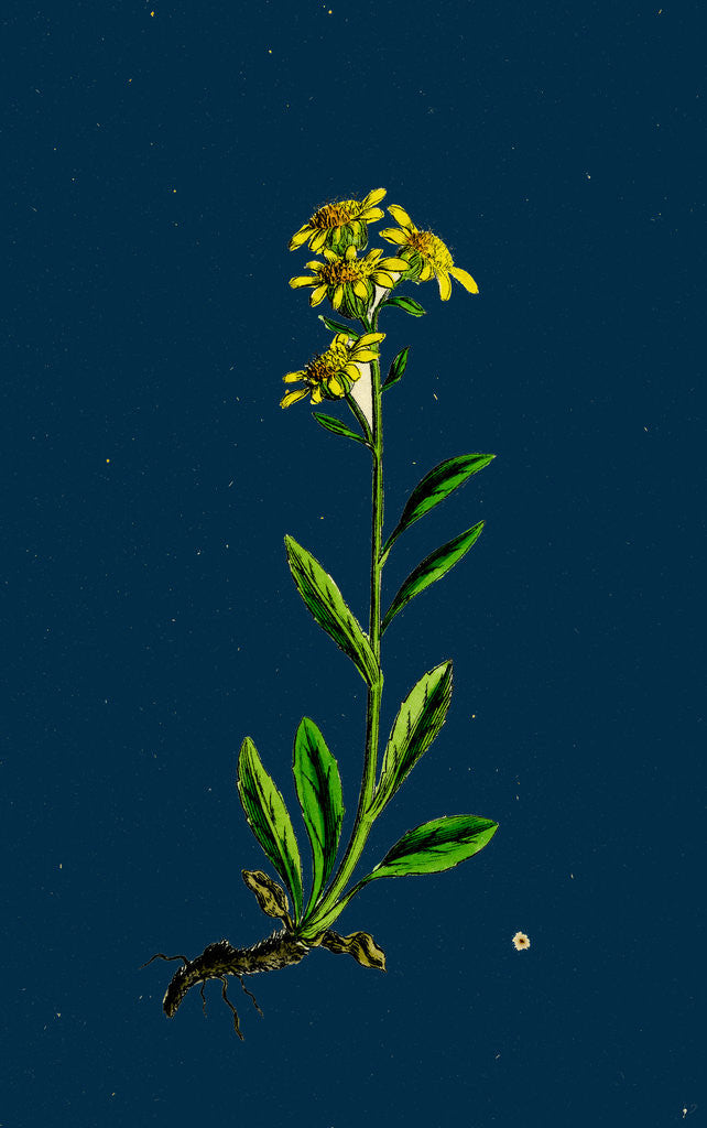 Detail of Solidago Virga-Aurea, Var. Cambrica; Common Golden-Rod, Var. Y. by Anonymous