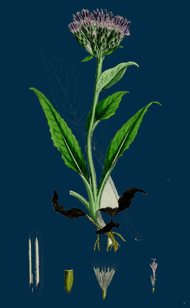 Detail of Saussurea Alpina; Alpine Saussurea by Anonymous