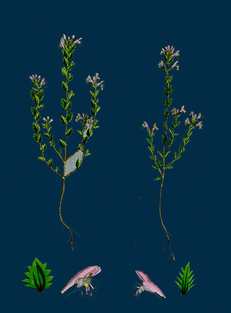 Detail of Euphrasia Officinalis, Var. Gracilis; Common Eyebright, Var. B. by Anonymous