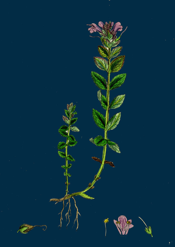 Detail of Bartsia Alpina; Alpine Bartsia by Anonymous