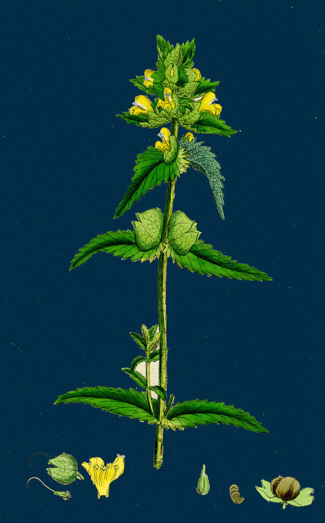 Detail of Rhinanthus Minor; Common Yellow-Rattle by Anonymous