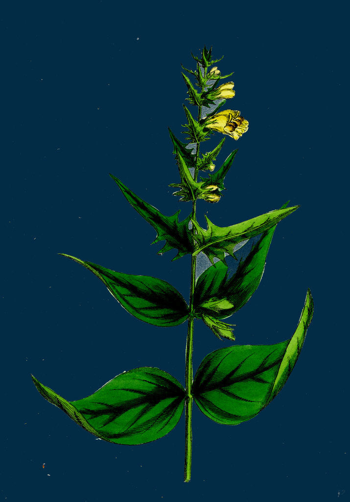 Detail of Melampyrum Pratense, Var. Latifolium; Common Cow-Wheat, Var. A. by Anonymous