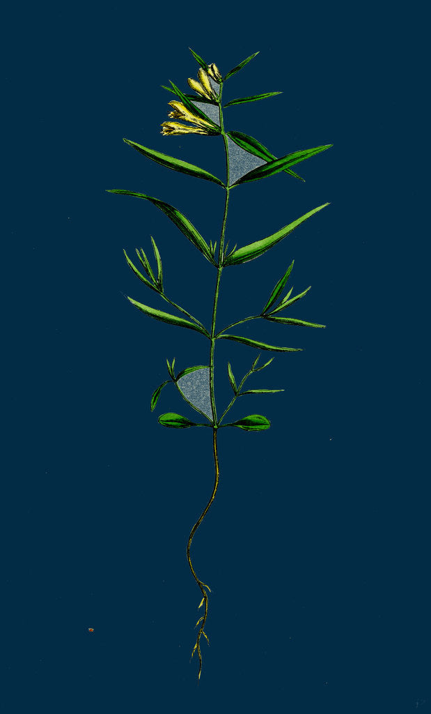 Detail of Melampyrum Pratense, Var. Montanum; Common Cow-Wheat, Var. Y. by Anonymous