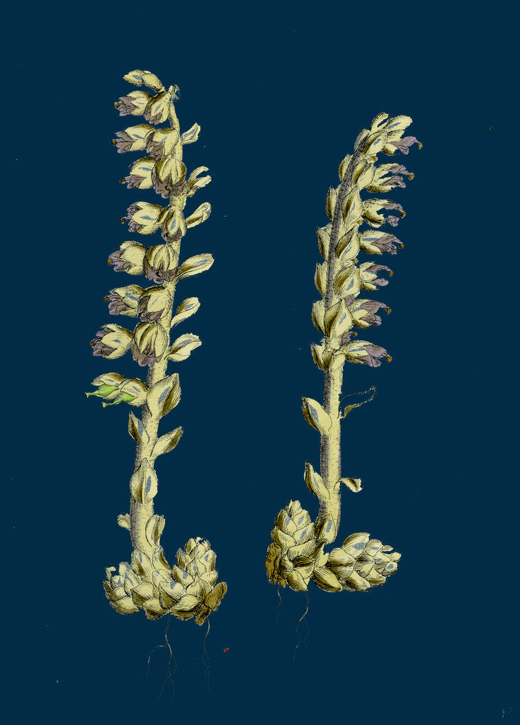 Detail of Lathaea Squamaria; Toothwort by Anonymous