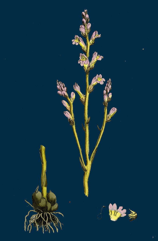 Detail of Orobanche Ramosa; Branched Broom-Rape by Anonymous